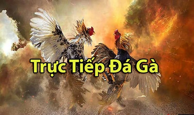 https://ydt.app/tim-hieu-ve-da-ga-thomo-campuchia/